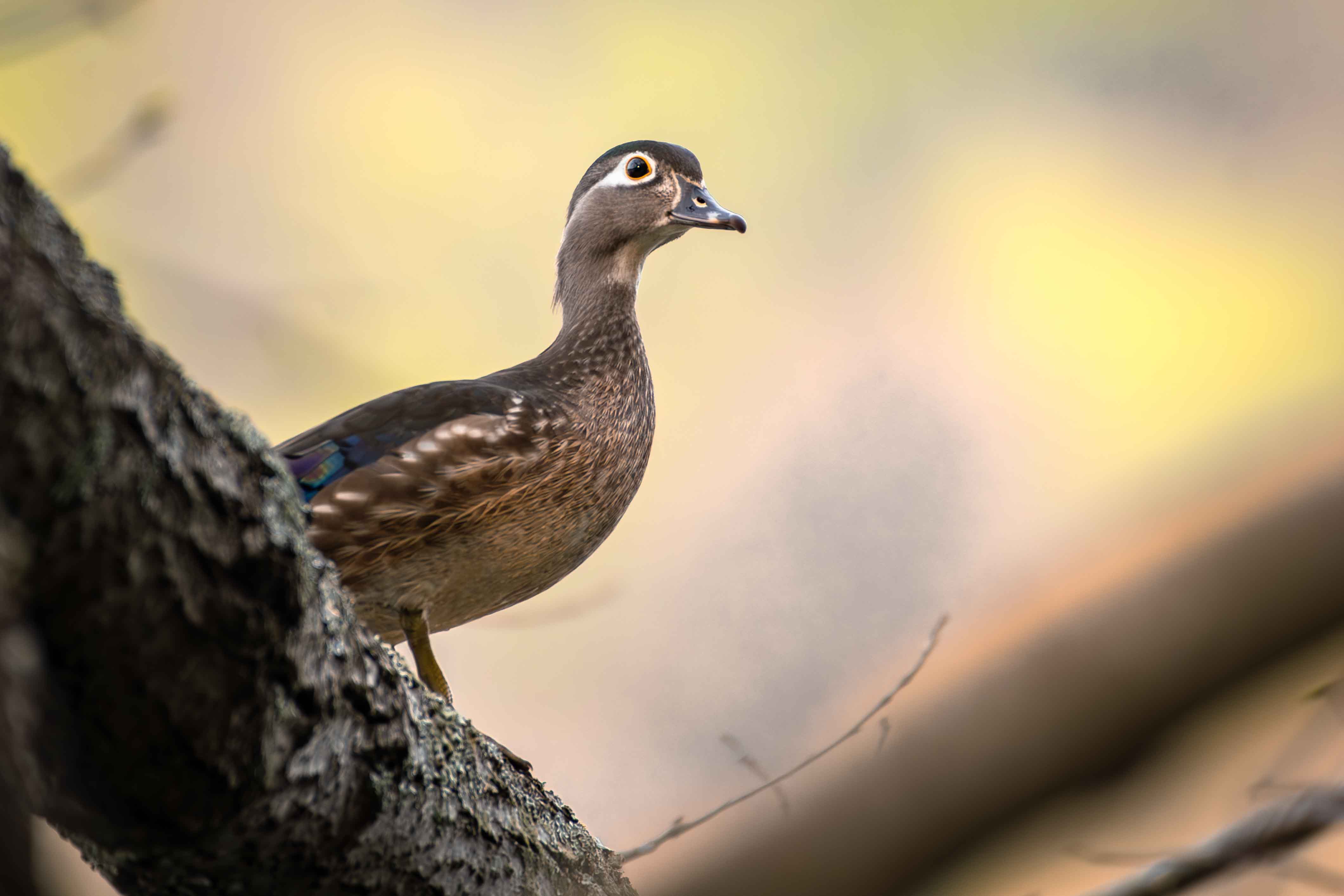 Pandian Photography