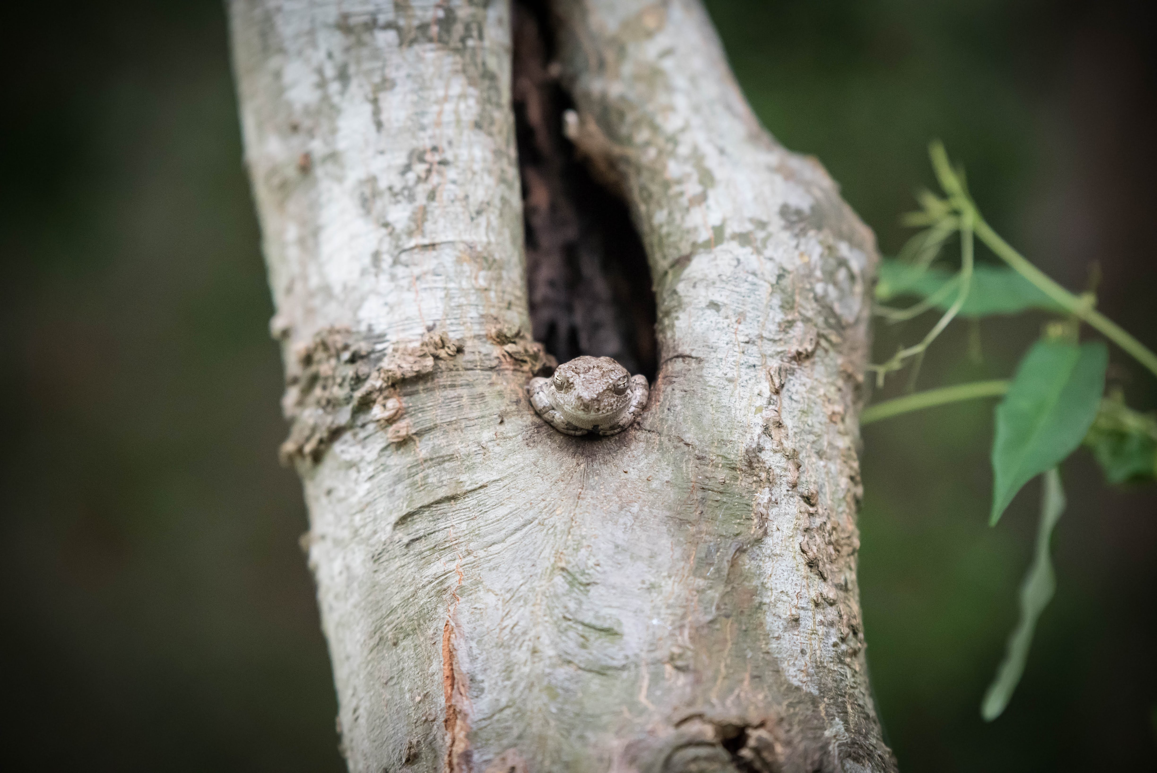 Pandian Photography