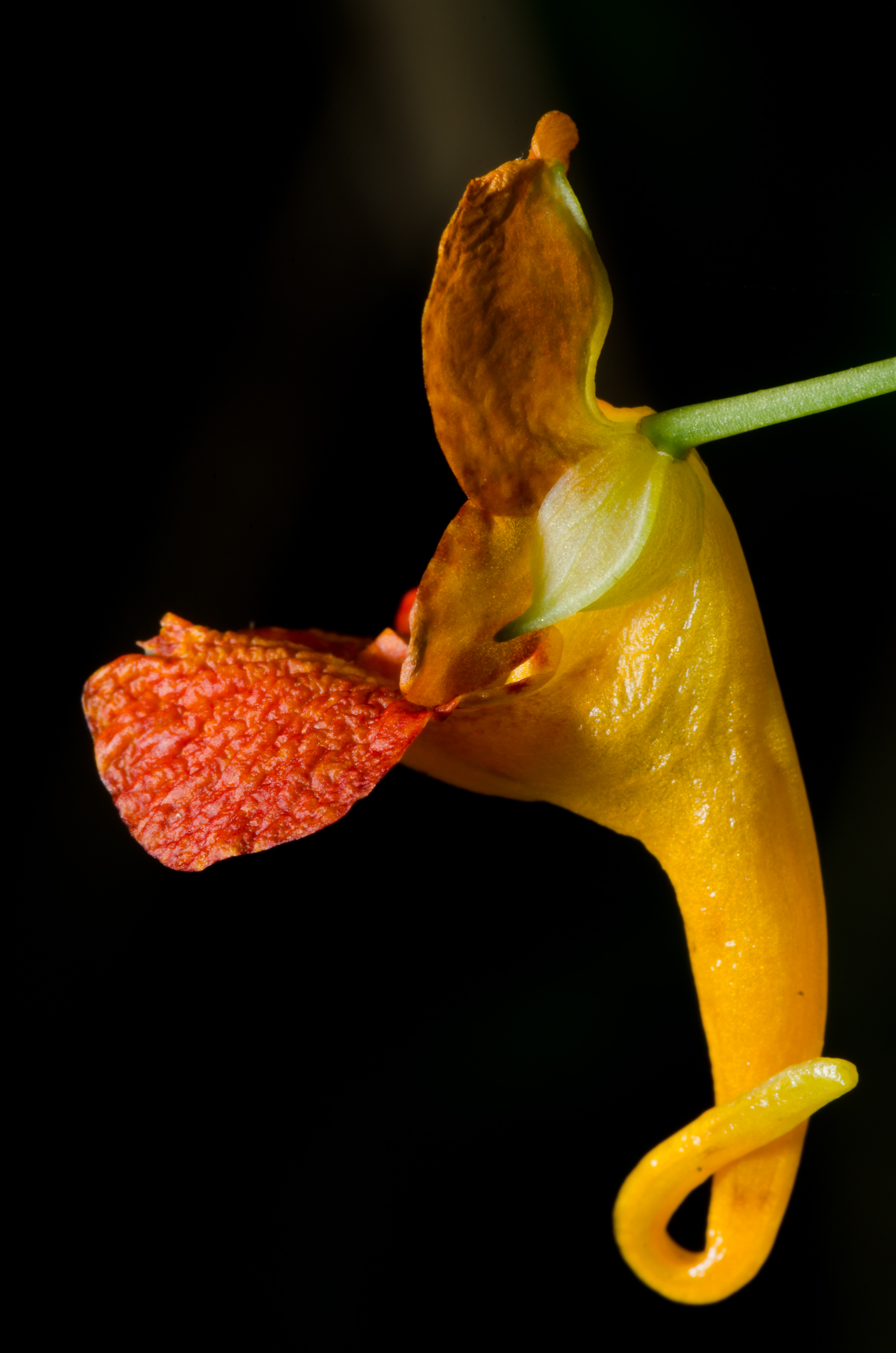 Pandian Photography
