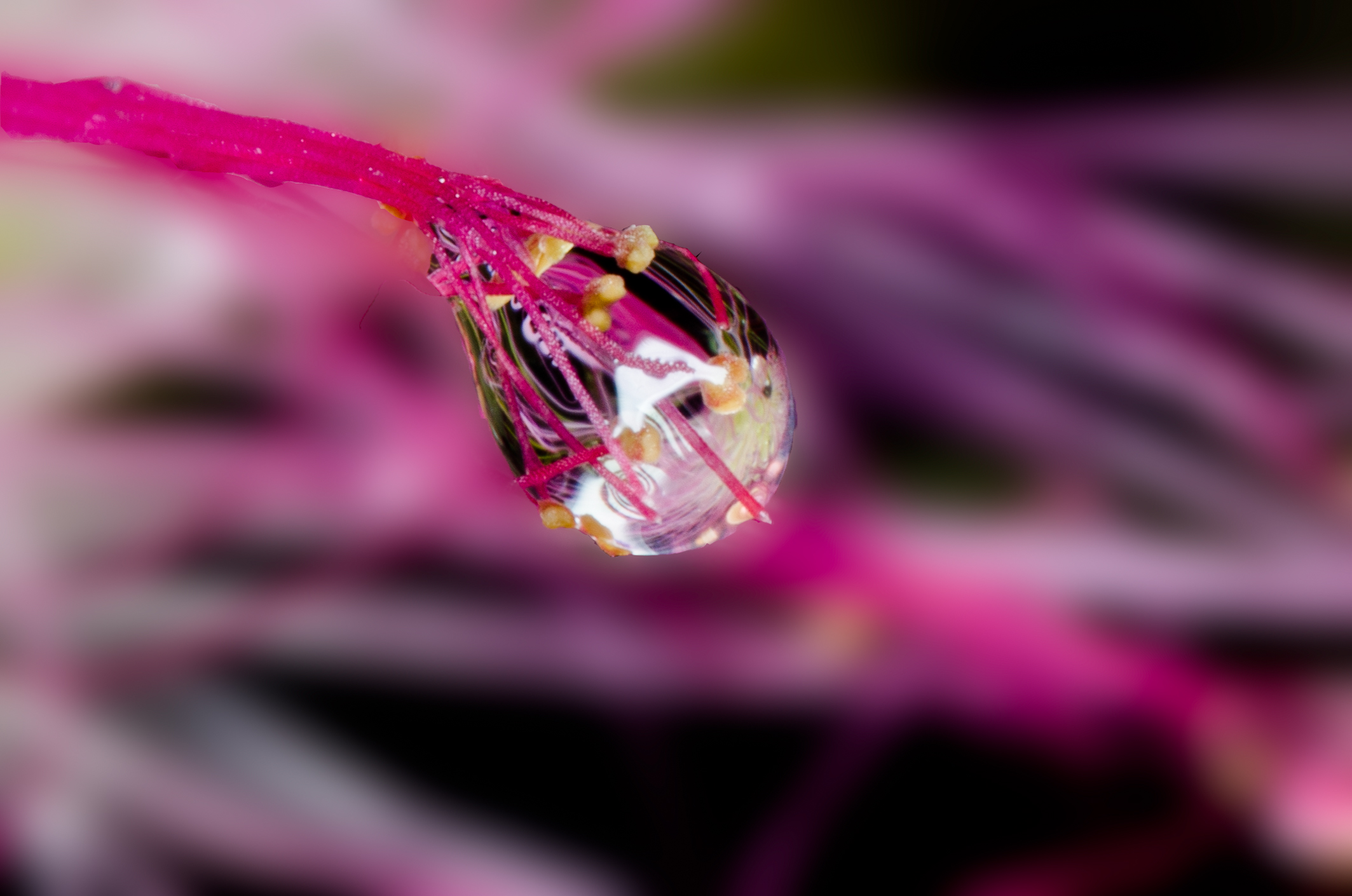 Pandian Photography