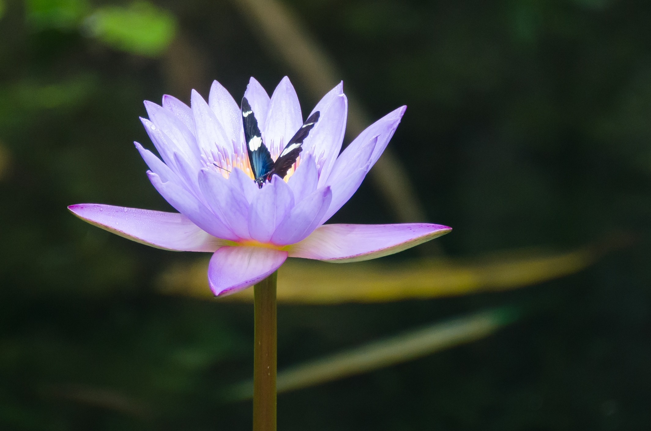 Pandian Photography