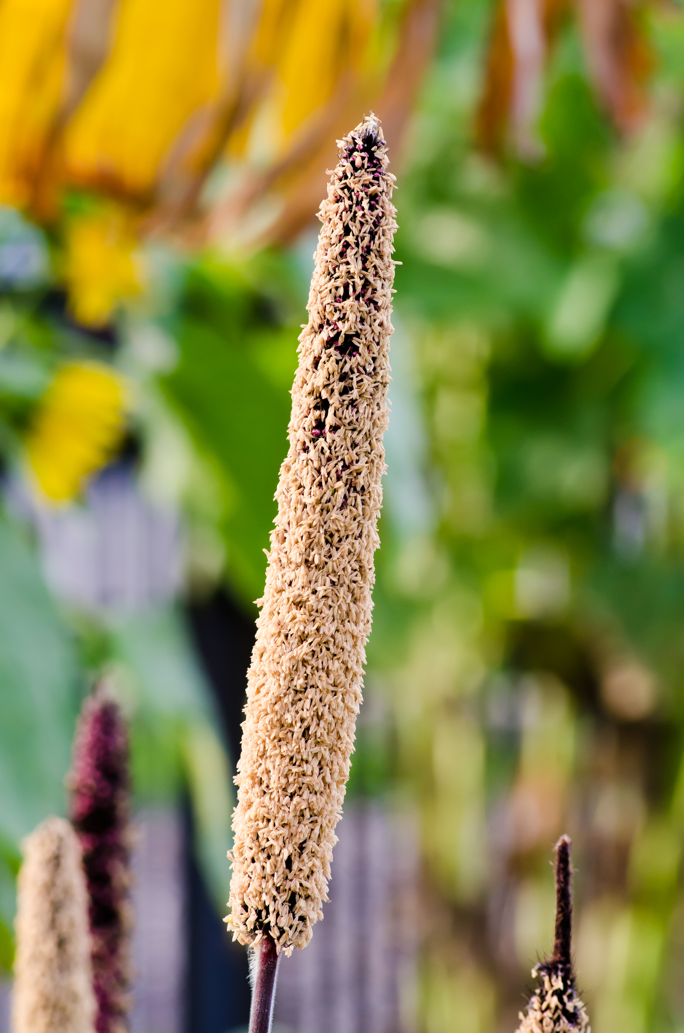 Pandian Photography