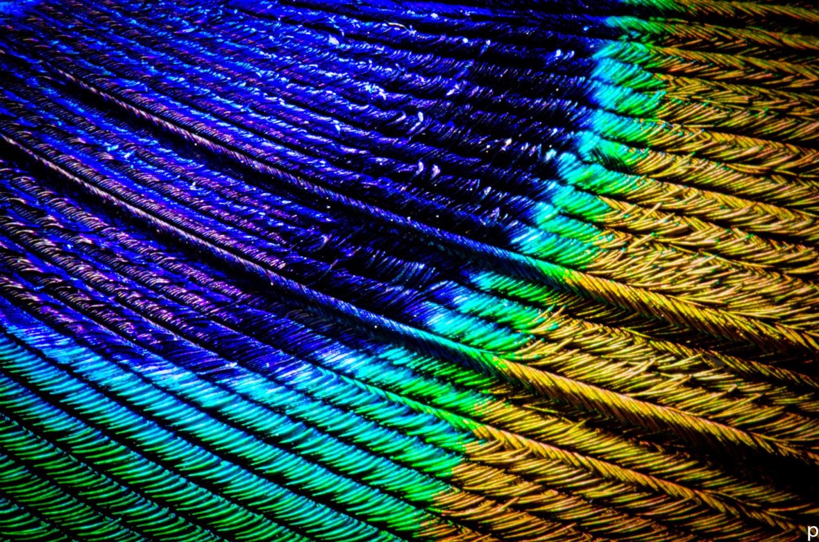 10338557_810412992325203_3847102700843537720_o