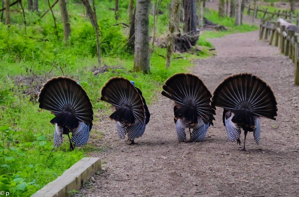 465725_379886715377835_1593464086_o