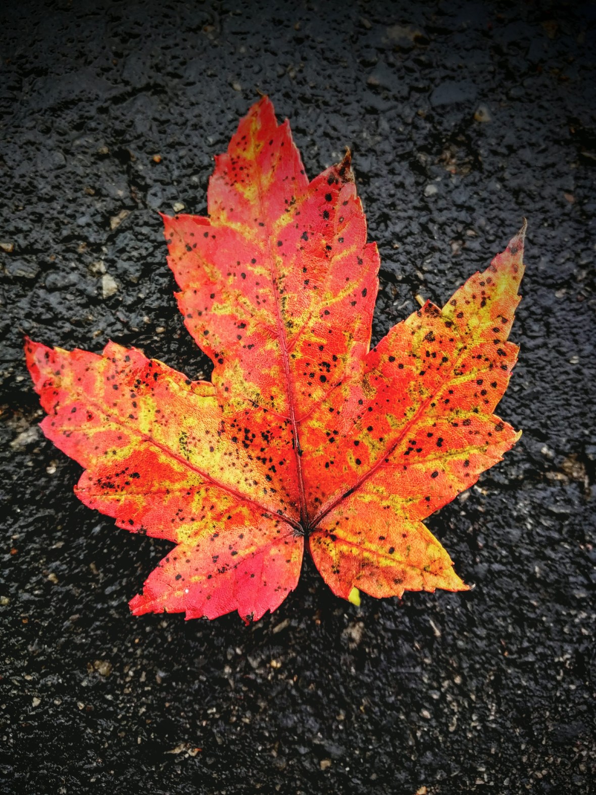 img_20151116_130017-2